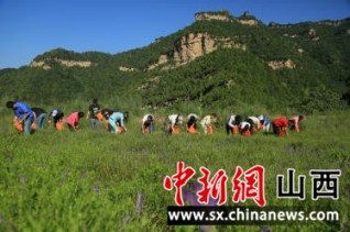 米乐:山西吉县：药茶产业促农业转型升级 助力乡村振兴