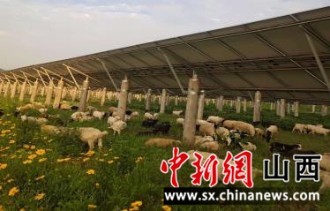 米乐:山西吉县：药茶产业促农业转型升级 助力乡村振兴