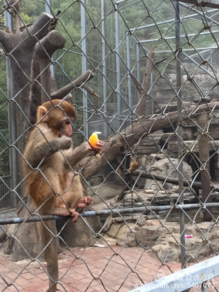 

江苏溱湖动物园女米乐主播利用猴子拍抖音直播视频引发网友质疑
